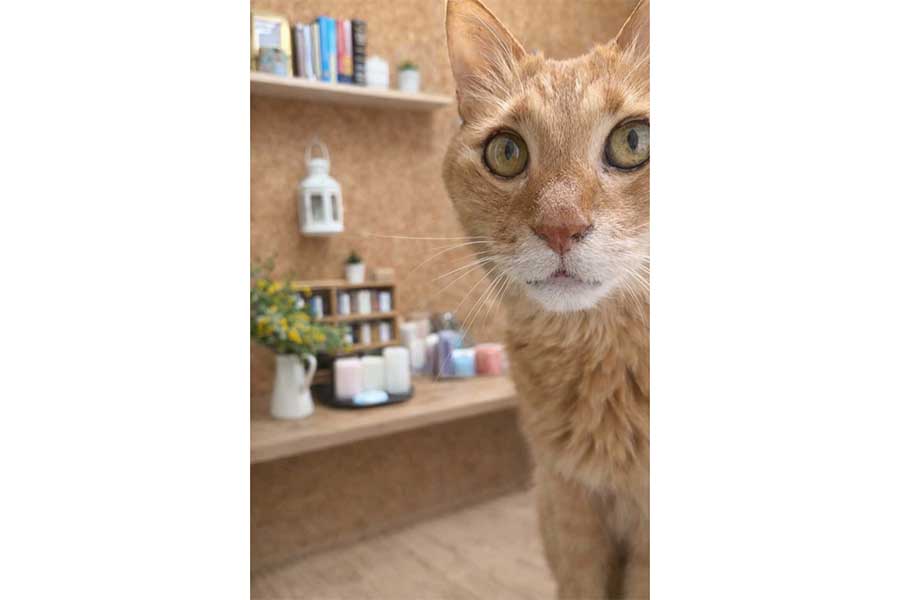 丸い瞳がかわいいチャコくん【写真提供：自然と整うキャンドル講座 atelier MEISO CANDLE I｜にしかわれいら（meisocandlei.reira）さん】