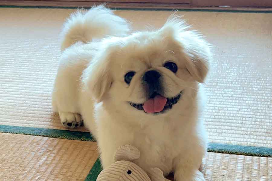 笑顔がかわいいハオくん【写真提供：ペキニイッヌ（@hao_kochi）さん】