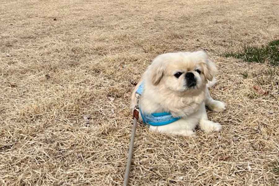 芝生の上でぺたりと座り込むハオくん【写真提供：ペキニイッヌ（@hao_kochi）さん】