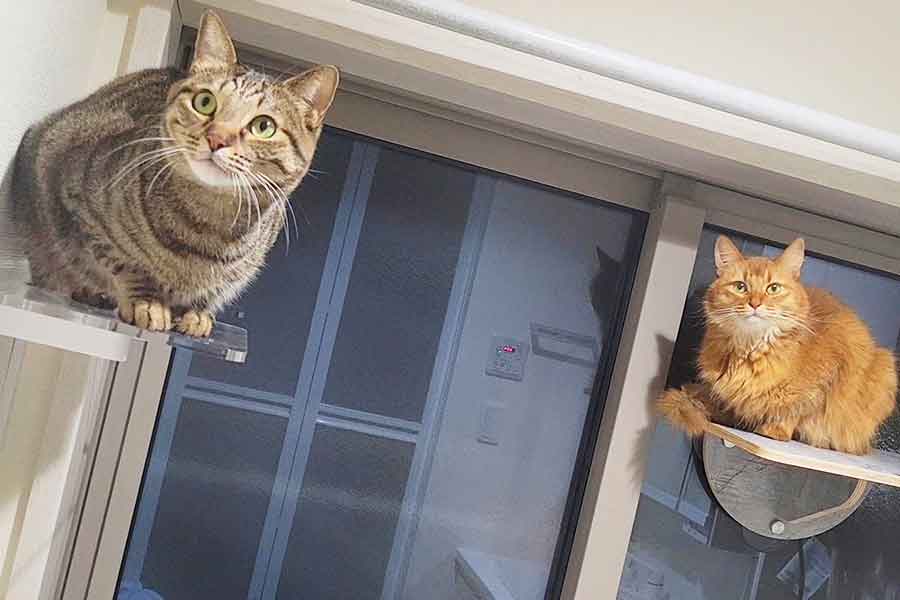 キャットタワーで過ごす（左から）おこめくんとしぴちゃん【写真提供：しぴこめ（@chipie0826）さん】