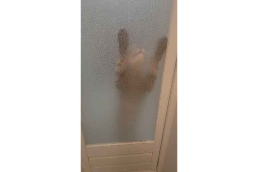お風呂場から「開けろ」とアピールするおこめくん【写真提供：しぴこめ（@chipie0826）さん】