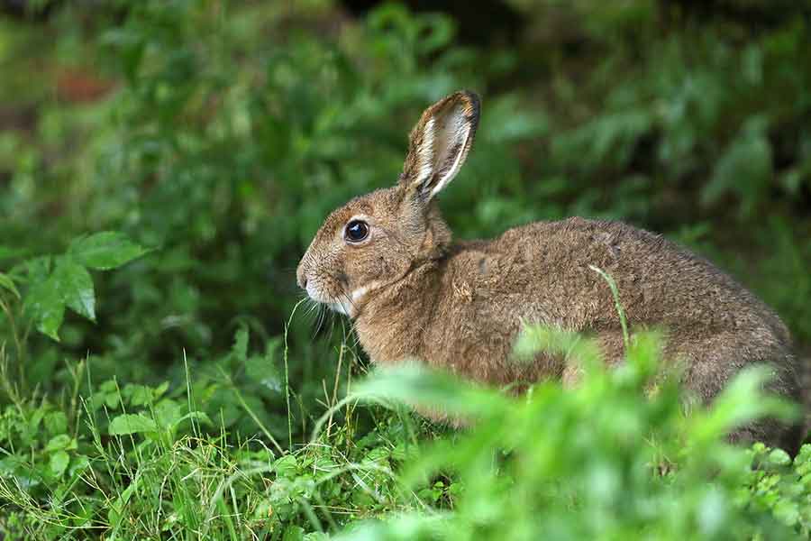 春から夏にかけて出産シーズンとなり、見かけることが多くなる野ウサギ（写真はイメージ）【写真：PIXTA】