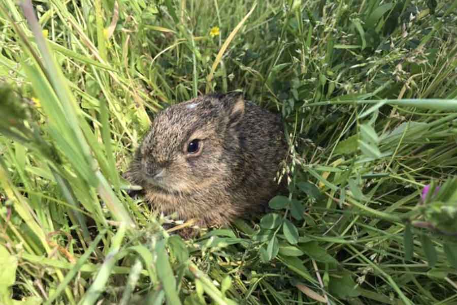 草むらに隠れる野ウサギ【写真提供:うさこ母 うさこんち 老うさホーム(@usako_haha)さん】