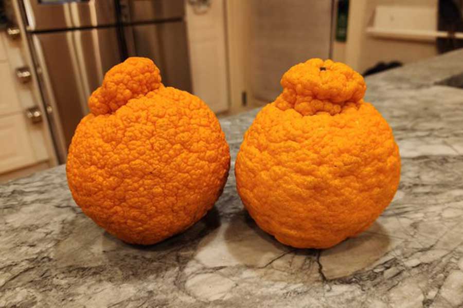 アメリカでも人気が高いデコポン【写真提供：Aya Rowe（@AyaRowe）さん】