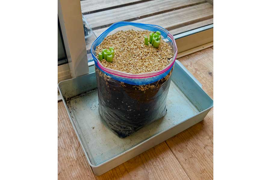 ジッパー付き保存袋を活用した栽培方法【写真提供：ぽたろうの家庭菜園HACK（@HACK1136）さん】
