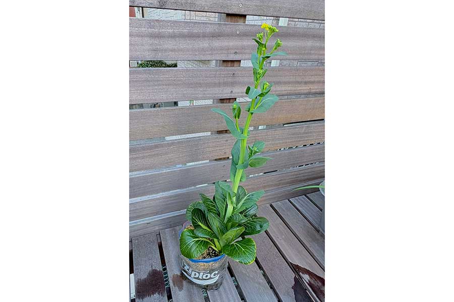 見事に成長した小松菜【写真提供:ぽたろうの家庭菜園HACK(@HACK1136)さん】