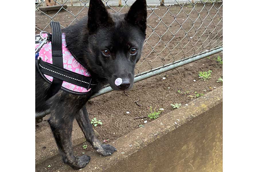 黒い被毛とつぶらな瞳が美しいコムギちゃん【写真提供：烏海（@ukai）さん】