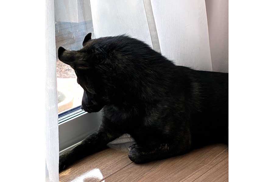 庭を夢中で監視するコムギちゃん【写真提供：烏海（@ukai）さん】