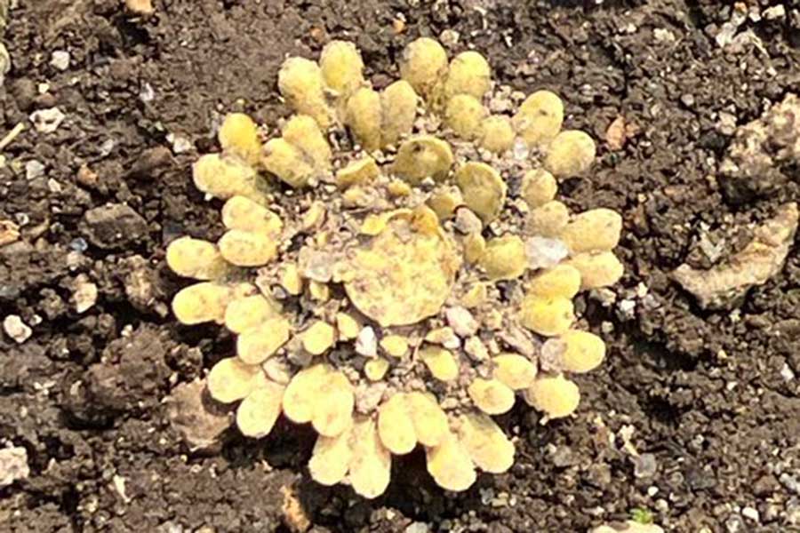 庭先に現れた不思議な花【写真提供:香日ゆら(@kouhiyura)さん】