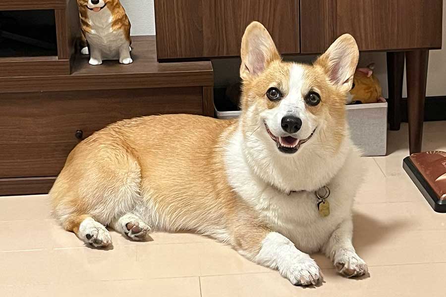 笑顔を見せる閣下くん【写真提供：閣下と下僕（@KAKKATOgeboku）さん】