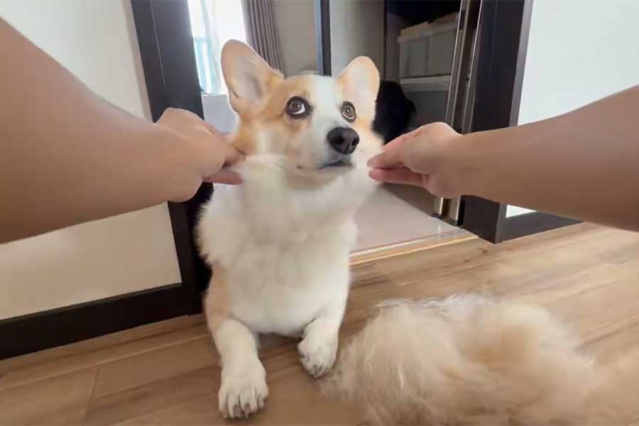 毛を抜かれる閣下くん【出典：X（@KAKKATOgeboku）よりスクリーンショット】