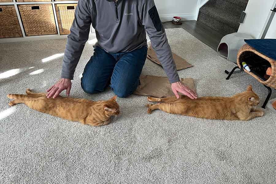 “ポンポン”してもらう（左から）コテツくんとトラくん【写真提供：：茶トラ兄弟 トラ＆コテツ（@NekoMichika）さん】