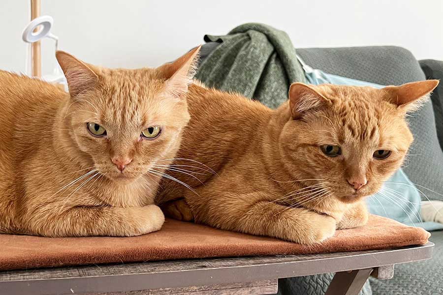 仲良しなねこ兄弟【写真提供：：茶トラ兄弟 トラ＆コテツ（@NekoMichika）さん】