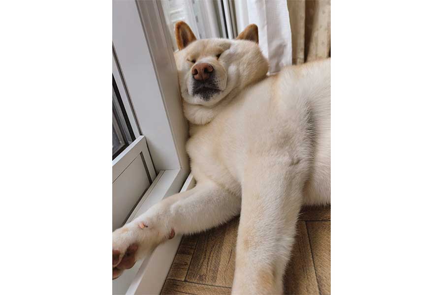 すごい寝顔のしろ子ちゃん【写真提供:なんとなくしろっぽい(@VQZZf9ikfEwnS09)さん】