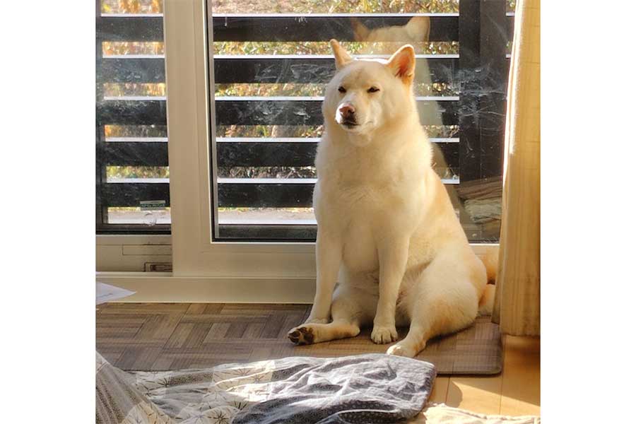 気持ちよさそうにまどろむしろ子ちゃん【写真提供:なんとなくしろっぽい(@VQZZf9ikfEwnS09)さん】