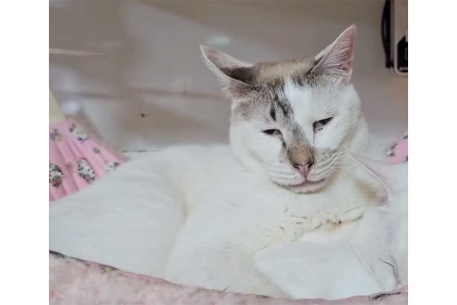 人間のような表情を見せるもりおくん【出典：スレッズ（@chimaki55.kinako1225）よりスクリーンショット】