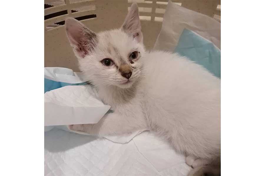 保護した当時のもりおくん【写真提供：ちまきなころんINよねっこはうす（@chimaki55.kinako1225）さん】