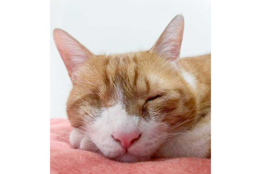 気持ち良さそうに寝るチャイくん【写真提供：猫整体　キュベレイ（@cybele_nakano）さん】
