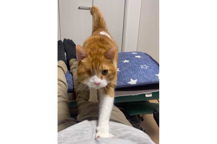 飼い主さんの脚を渡ろうとするチャイくんだったけれど…【出典：X（@cybele_nakano）よりスクリーンショット】