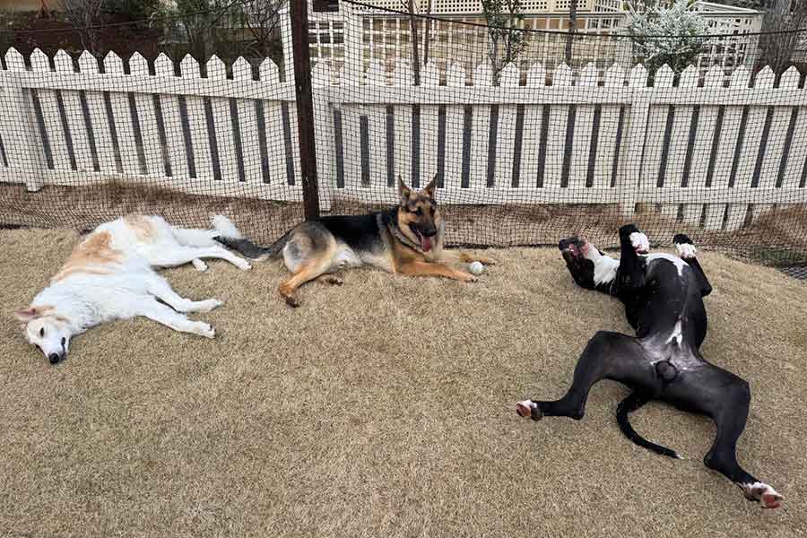 (左から)ブランシュくん、ディゼルくん、ヴェンティーくん【写真提供:Hana(horsy_87)さん】