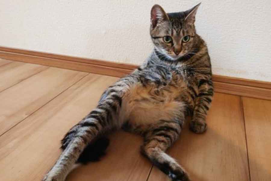 おっさん座りをするムギちゃん【写真提供:キジトラのチビ&ムギ(@sfking1013)さん】