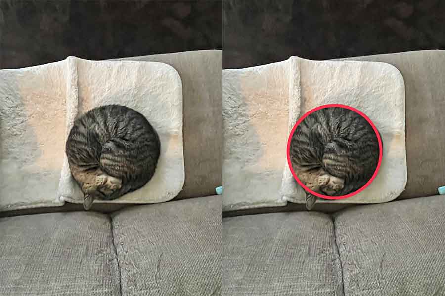 検証の末、完璧な円であることが証明された「アンモニャイト」【写真提供:キジトラのチビ&ムギ(@sfking1013)さん】