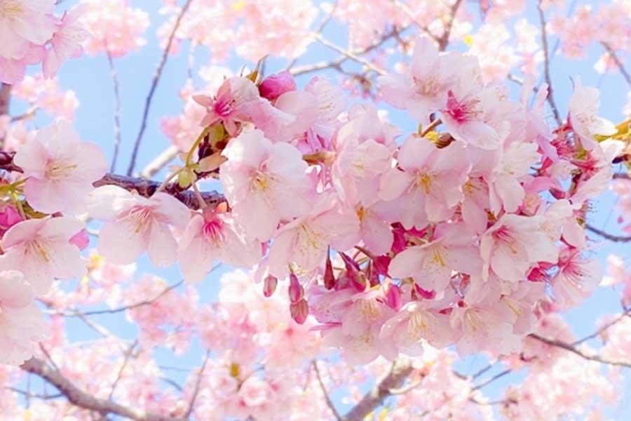 春の風物詩である桜（写真はイメージ）【写真：写真AC】