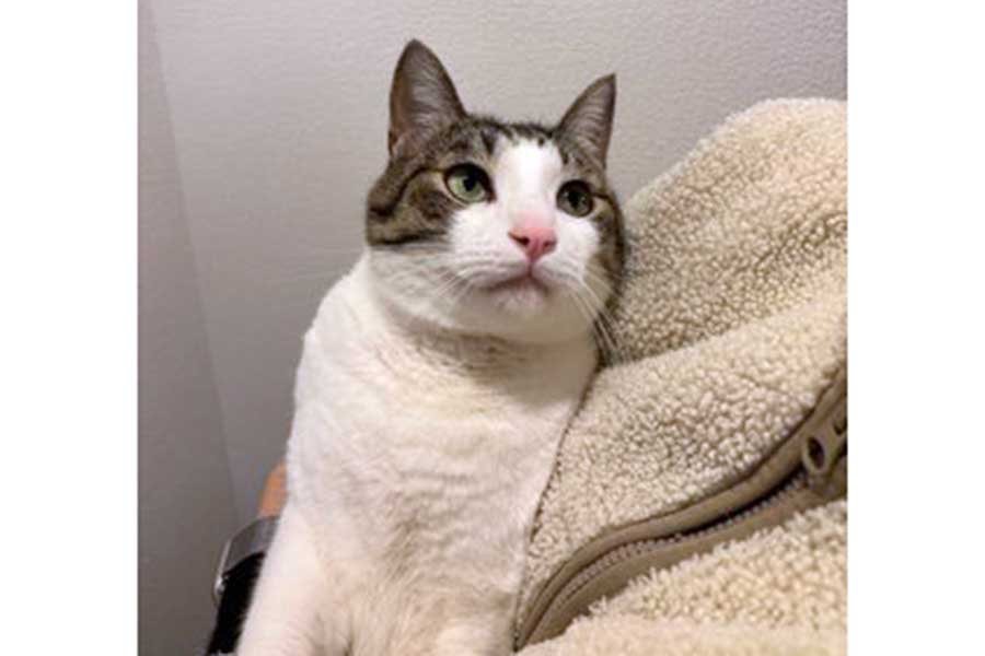 飼い主さんに抱かれてうれしそうな涼介くん【写真提供：キムチ母（@fukuroupiyopiyo）さん】