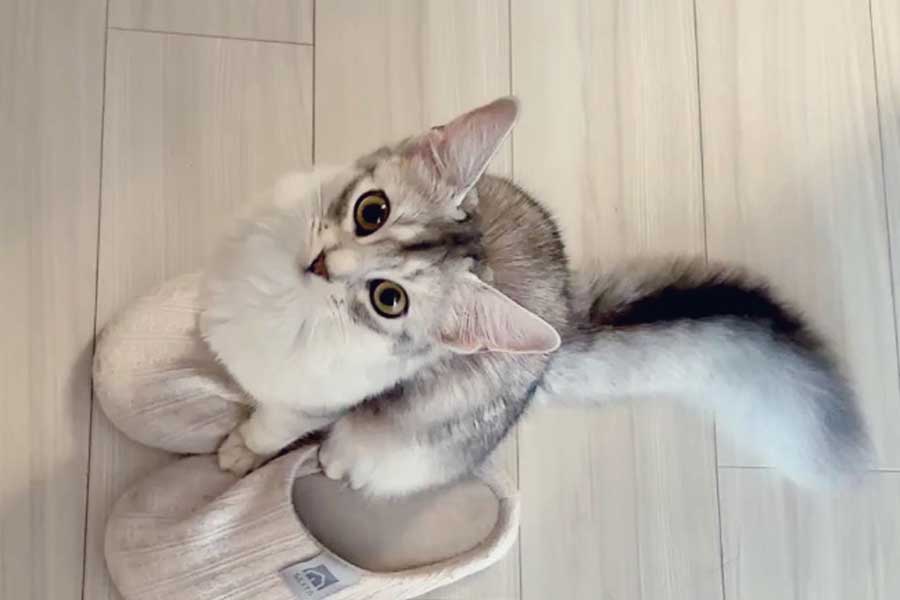 見上げる瞳がかわいいそばちゃん【写真提供：そばちゃん（@soba____531）さん】