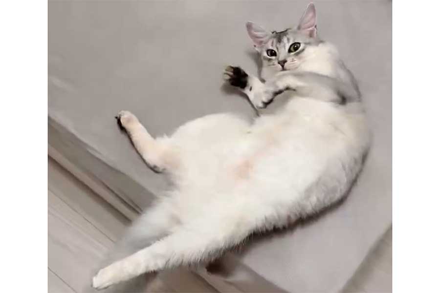 エア“ふみふみ”から我に返ったそばちゃん【出典：X（@soba____531）よりスクリーンショット】