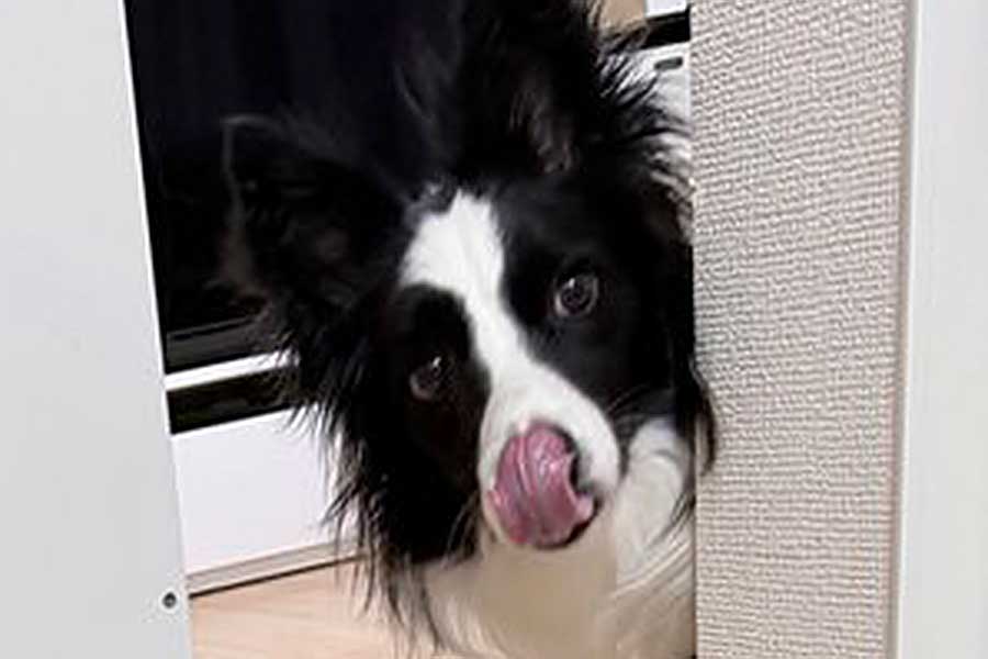 キラキラとした瞳でこちらを見つめるエマちゃん【写真提供：エマ/Emma（@emma_bc410）さん】