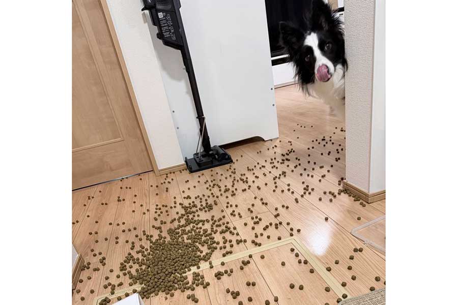 壁の向こうから顔を覗かせるエマちゃん【写真提供：エマ/Emma（@emma_bc410）さん】