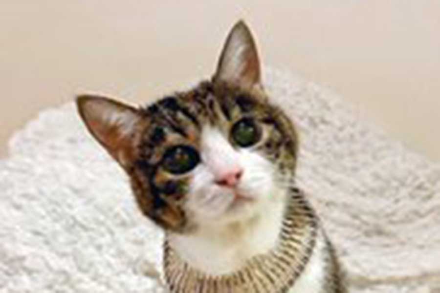 まん丸な瞳がかわいい菊千代ちゃん【写真提供：菊千代とmum（@y5_y5_san）さん】