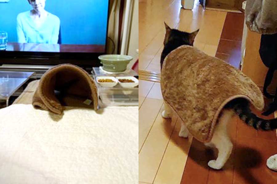 毛布が“抜け殻”と化した様子【写真提供：菊千代とmum（@y5_y5_san）さん】