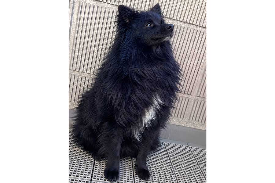 凛々しいノアくん【写真提供：ちょーかっこいーぬさん（@noah_blackfox）】