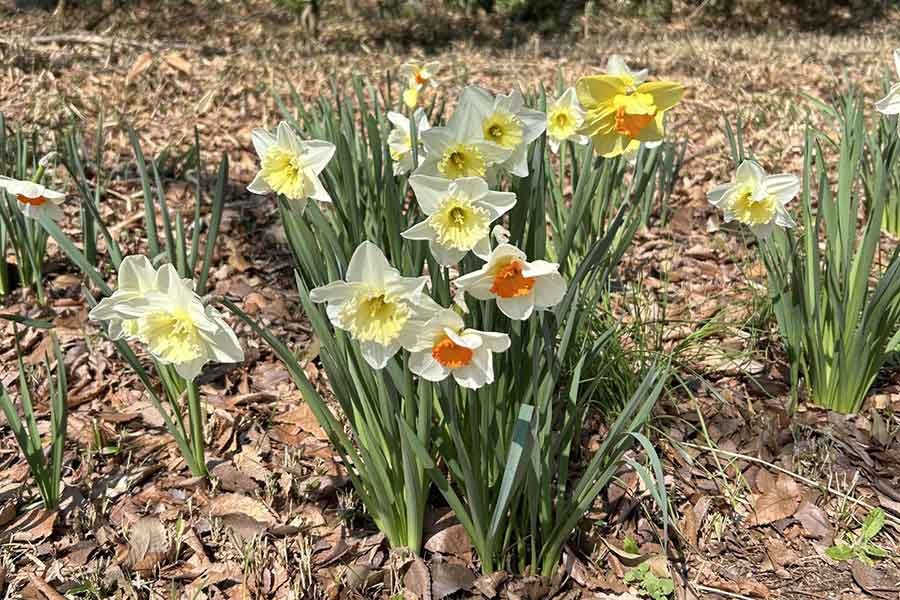 ニラと葉の形がよく似たスイセン【写真：写真AC】