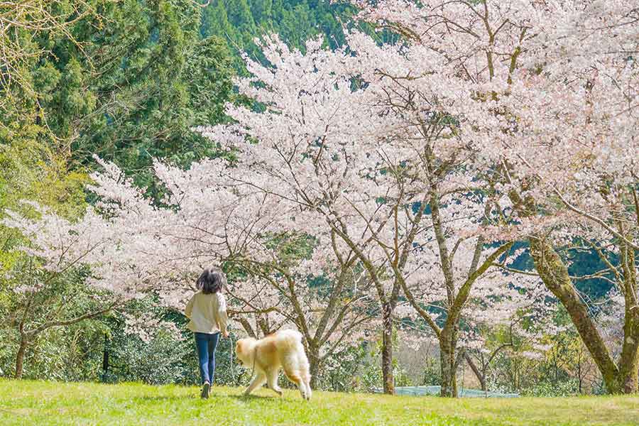 犬への子どもの挑発行為、飼い主の注意喚起が話題に（写真はイメージ）【写真：写真AC】