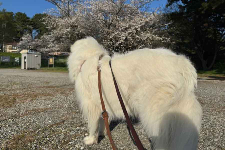 【写真提供：投稿者】