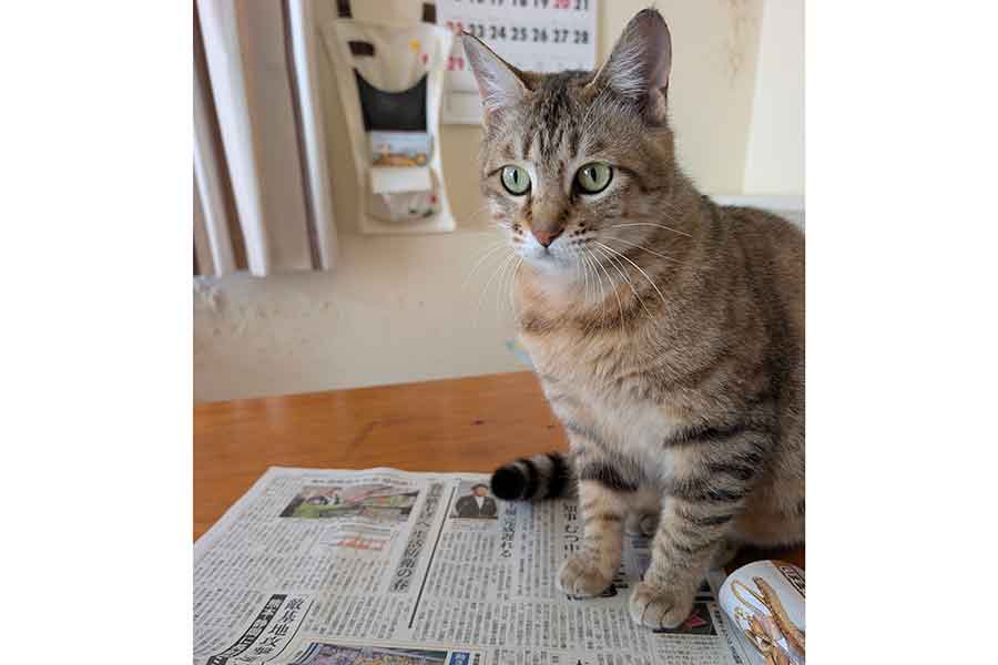 新聞紙が大好きなキィちゃん【写真提供:hotako(@hotako5)さん】