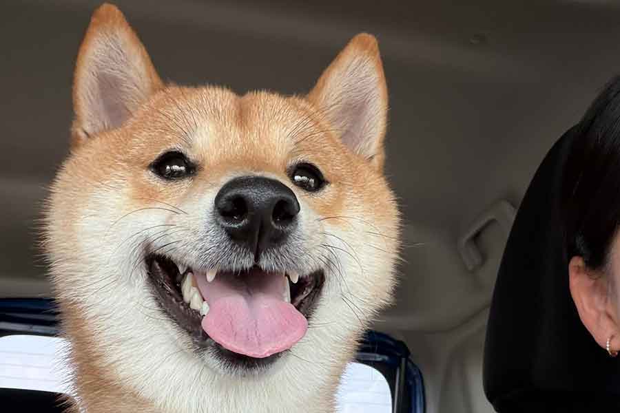 車の中で笑顔を見せる育三郎くん【写真提供：豆柴　育三郎（@chomechiki）さん】