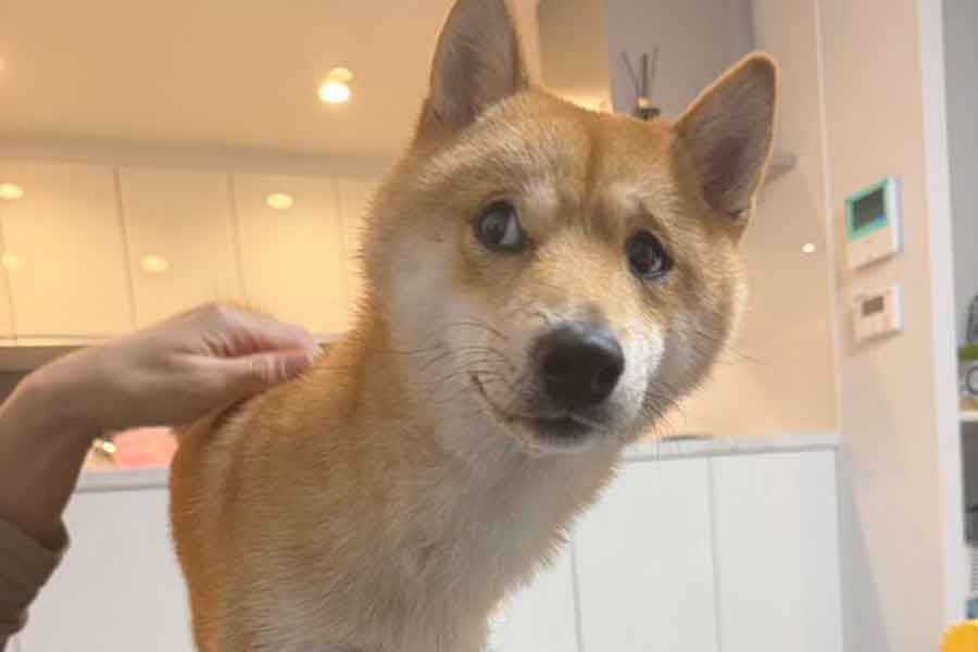 嫌そうな表情を見せる育三郎くん【写真提供：豆柴　育三郎（@chomechiki）さん】