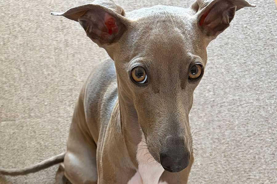 飼い主さんの出張準備を見守るプットくん【写真提供:プット(@IGGY_PUTTO)さん】