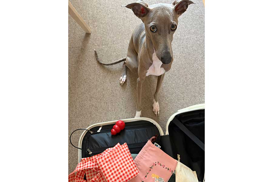 おもちゃを入れて上目遣いのプットくん【写真提供:プット(@IGGY_PUTTO)さん】