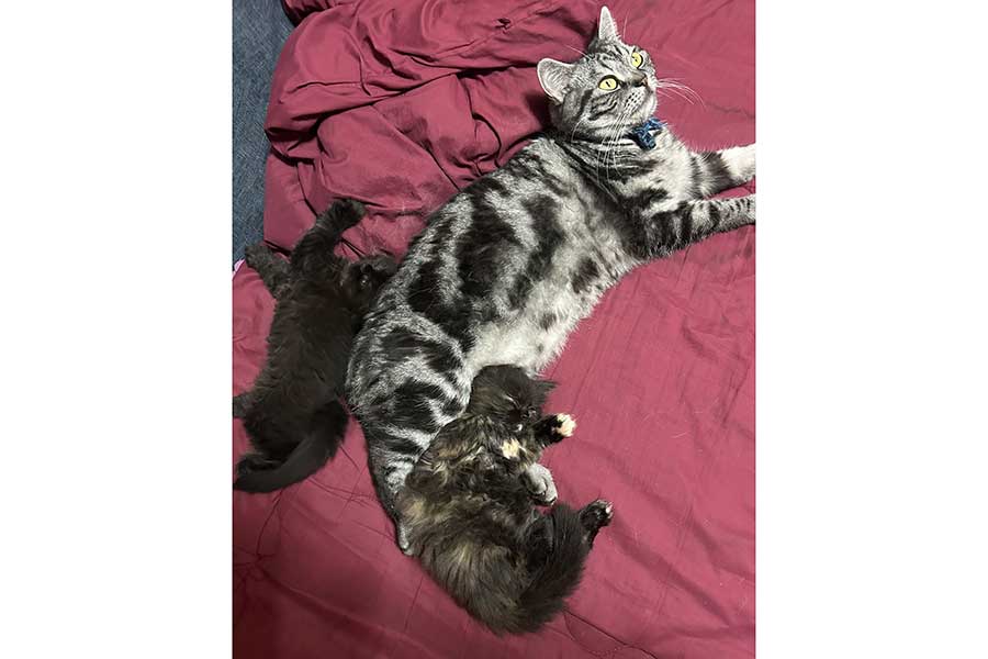 2年前のいざなくんと子ねこたち【写真提供:まそっぷ(@kmnrid_w)さん】