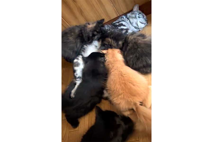 寝転がったいざなくんに群がる子ねこたち【出典：X（@kmnrid_w）よりスクリーンショット】