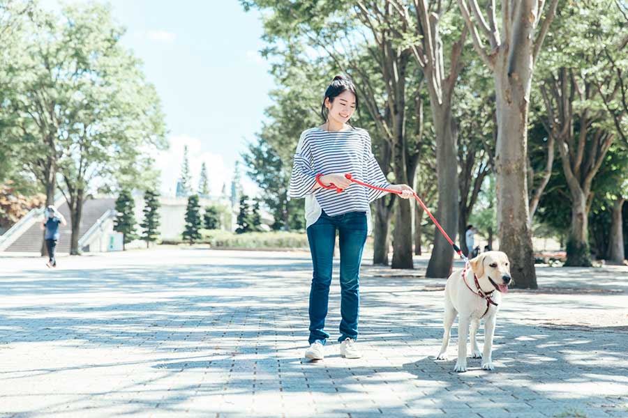 愛犬との散歩が楽しい季節の一方で、注意すべきことも（写真はイメージ）【写真：PIXTA】