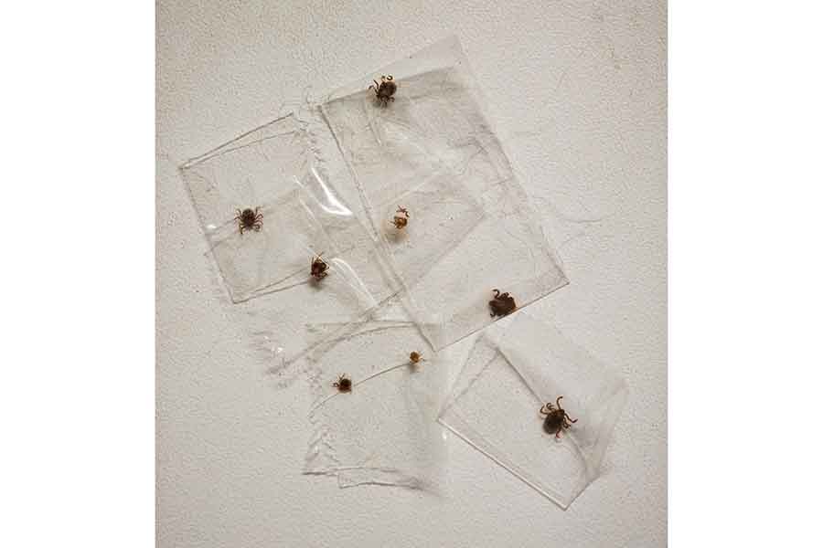 1時間の散歩後に捕獲したダニ【写真提供:Haruyoshi KAWAI(@yumegondou)さん】