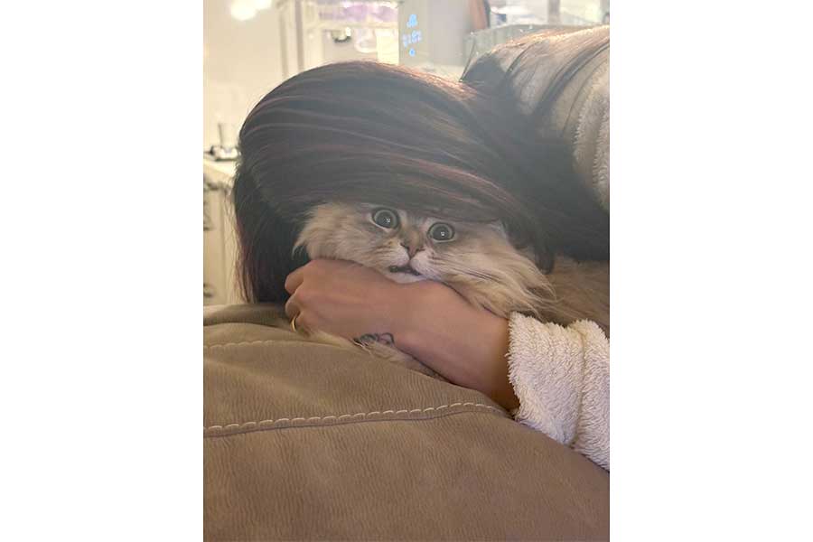 飼い主さんからの勢い良すぎる“猫吸い”に絶望顔のしらすちゃん【写真提供：しらす　どんぐり　はんぺん（@Shirasu71minuet）さん】