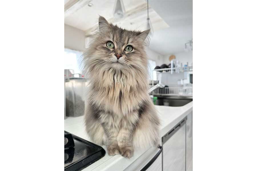 可愛いお顔のしらすちゃん【写真提供：しらす　どんぐり　はんぺん（@Shirasu71minuet）さん】