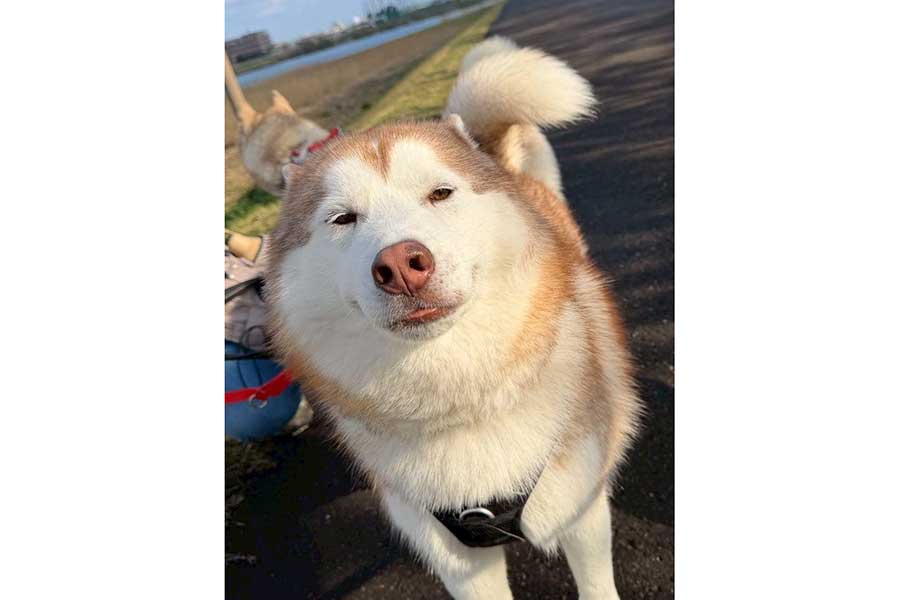 気持ち良さそうな表情のナイトくん【写真提供:アイリス&ナイト父娘(@irislady_husky)さん】